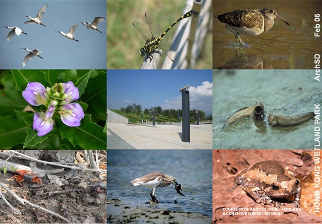 The Hong Kong Wetland Park 2 