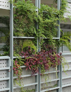 An example of vertical greening at Primary School in Area 65, Tseung Kwan O